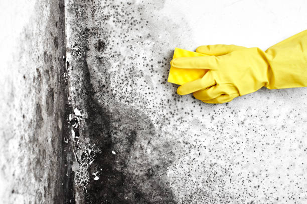 Best Emergency Mold Remediation  in Knoxvle, IL
