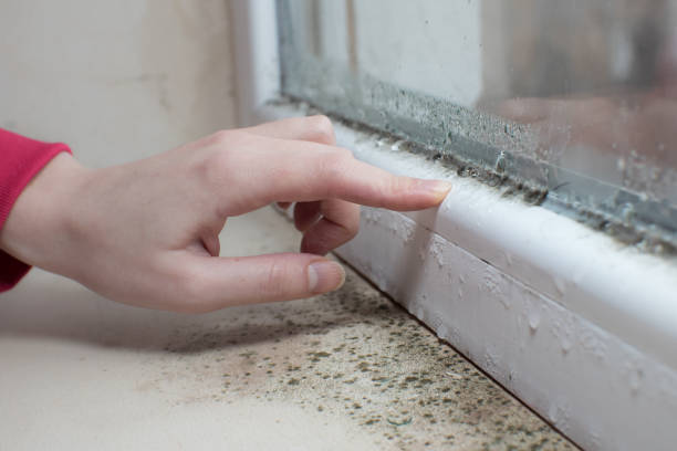 Best Asbestos and Lead Testing During Mold Inspection  in Knoxvle, IL