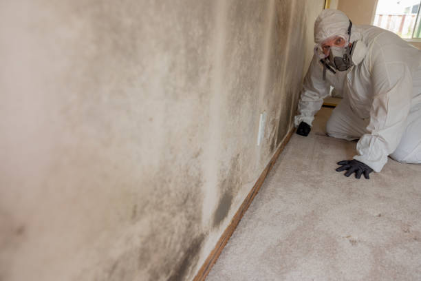Reliable Knoxville, IL Mold Removal Solutions